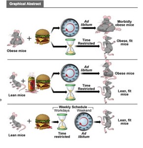 Intermittent Fasting Mice Graphic